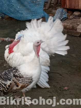 টার্কি মুরগি